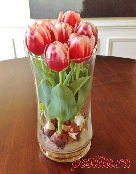 Выращивать красивые тюльпаны можно дома! | Мамам, женщинам, бабушкам и очень любознательным.