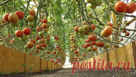 Ускоряем вызревание позднеспелых сортов томатов в теплице