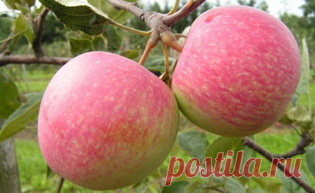 Характеристики и культивирование яблони Коричное полосатое