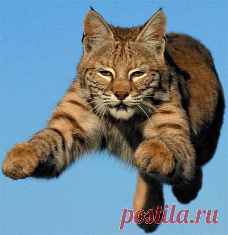 Bobcat - North American Wildcat | Animal Pictures and Facts | FactZoo.com