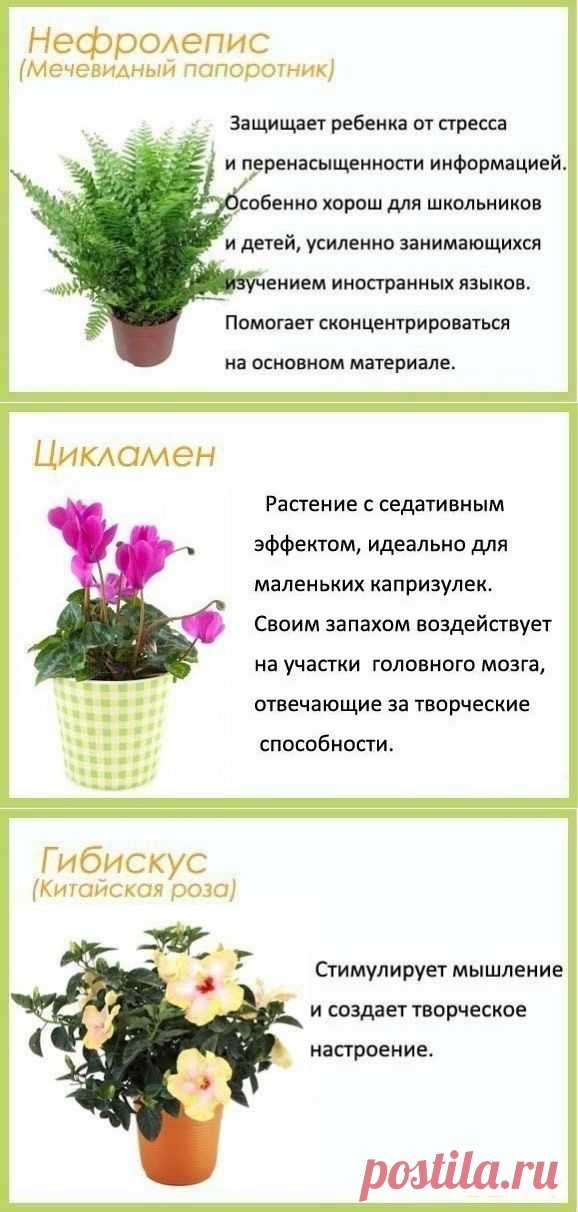 Цветы в детскую комнату.