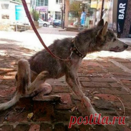 Спасение собаки Её тело представляло собой абсолютный скелет, обтянутый воспаленной кожей. Было видно, что животное голодало, болело и находилось на краю гибели.
