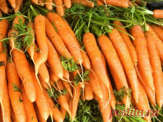 Какой сорт моркови самый вкусный и долго хранится? | Записки огородницы | Яндекс Дзен
