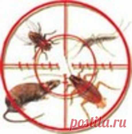 Уничтожение насекомых и грызунов. | Познавательный сайт ,,1000 мелочей&quot;