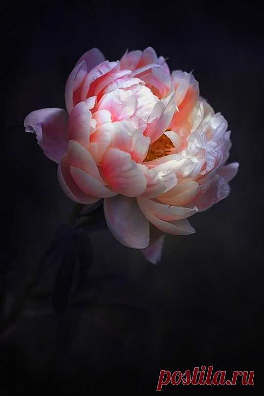 Изображение: 2449 best Flowers images on Pinterest | Decorations, Flowers and ... Найдено в Google. Источник: pinterest.co.uk.