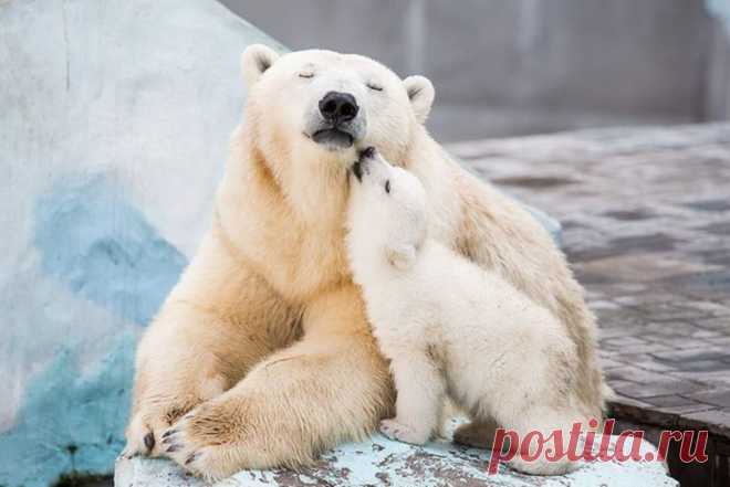 «Фото Белый медвежонок ластится к маме медведице» — карточка пользователя annatomskaja в Яндекс.Коллекциях
