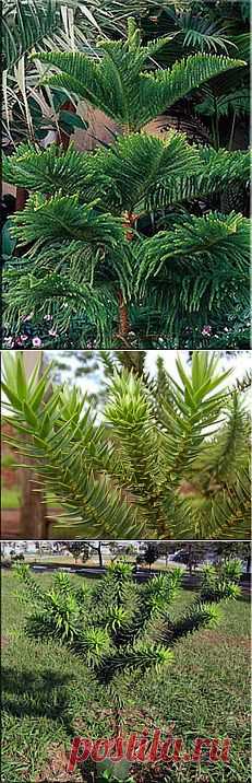 Араукария (Araucaria). Описание, виды и уход за араукарией | Флористика на "Добро ЕСТЬ!"