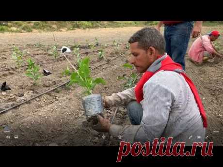 Procedimiento para trasplantar la maracuyá