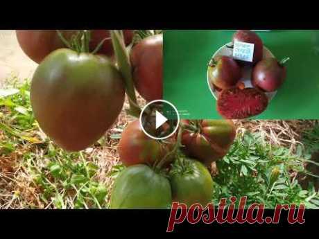 ЛУЧШИЕ ТОМАТЫ 2021года./Best varieties of tomatoes 2021 Музыка С. Чекалина....