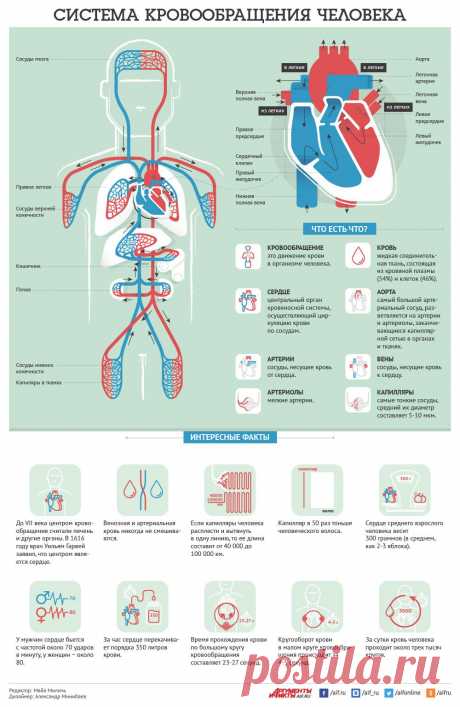 Как устроена система кровообращения человека? Инфографика | Инфографика | Аргументы и Факты