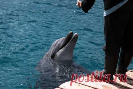 Есть в Эйлате совершенно замечательное место - дельфиний риф.