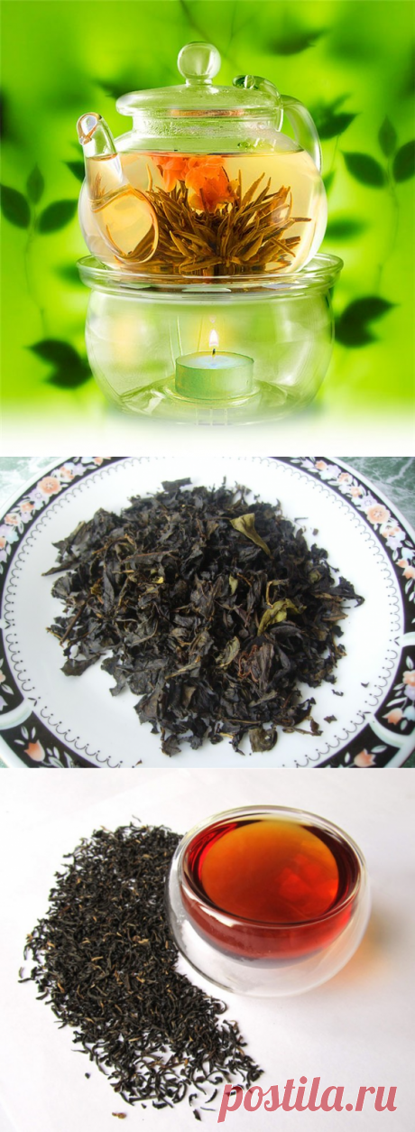 Виды чая и их свойства - какой чай самый полезный и вкусный?