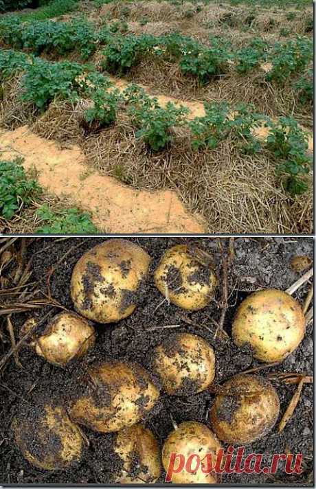 Посадка картофеля под солому | Самоцветик