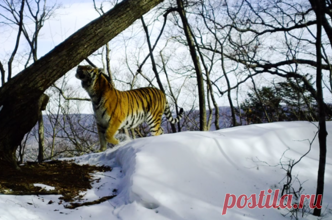 «Семейный чат» амурских тигров попал в фотоловушку в нацпарке Приморья. Хищники «пообщались» у маркировочного дерева, оставив на коре запаховые и визуальные метки.