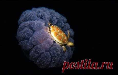 Морская черепаха решила прокатиться на медузе.