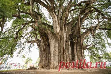 Самый нестройный кипарис. Дерево Туле, Мексика | Другие берега - блог Галины Романовой о жизни и путешествиях