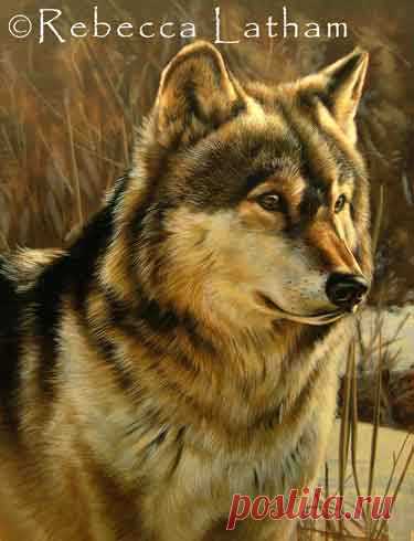 Миниатюрная картина волка – акварель | Картины дикой природы и природы Ребекки Лэтэм