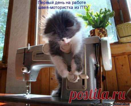 Родись котом (котоматрица)