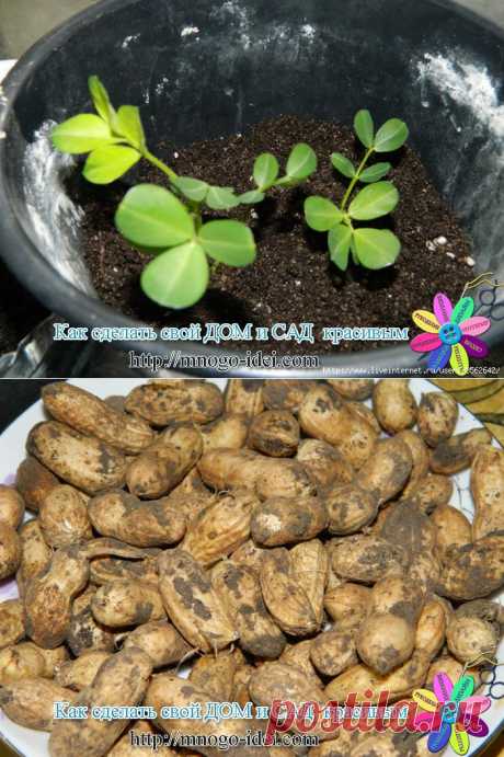 Как вырастить земляной орех-арахис.