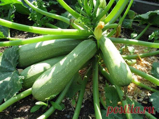 Сейте семена ребром… и еще хитрости выращивания кабачков | 6 соток