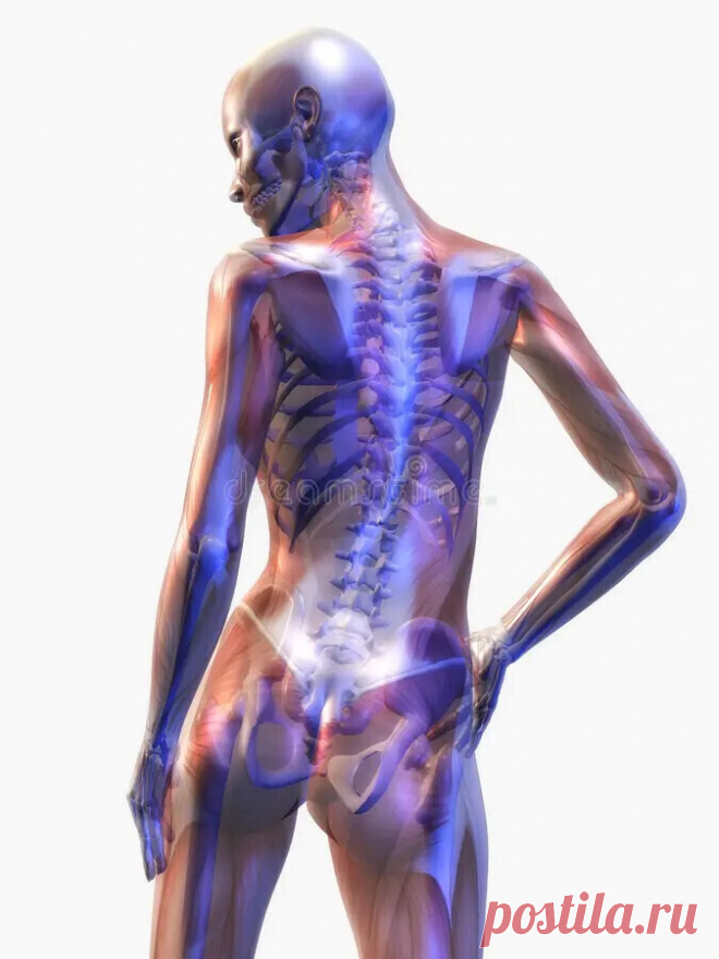  Йога для здоровья костей при остеопорозе Йога при остеопорозе Остеопороз… | Красота тела | Дзен