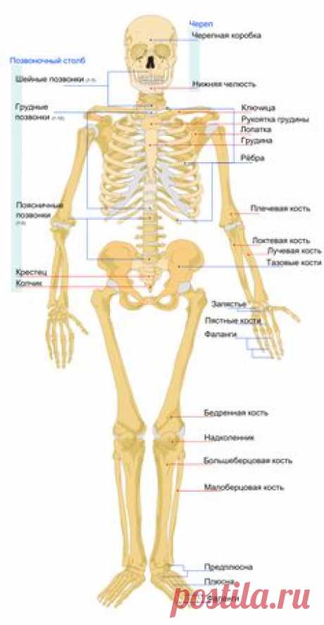 СКЕЛЕТ ЧЕЛОВЕКА