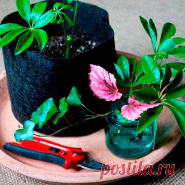 Размножение комнатных растений. Мелкие семена таких растений, как, например, бегония, высевают в середине зимы (в январе) в ящики с землей, не присыпая их сверху. Почва для посева должна быть легкой и хорошо просеянной. Высыпав ее в ящик, слегка прижмите ее доской, чтобы немного уплотнить.