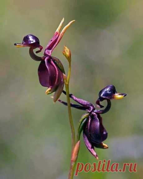 Орхидея Калания - Летящая Утка / Самые необычные растения / Цветы