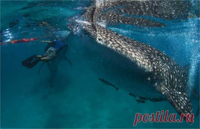 меж акул | National Geographic Россия
