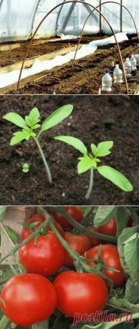 Безрассадное выращивание томатов - Люблю свой сад