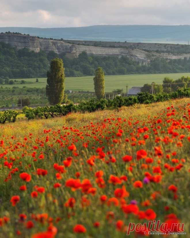 Вечер в маковом поле 

https://www.instagram.com/p/Bx-rqWQiSdB/