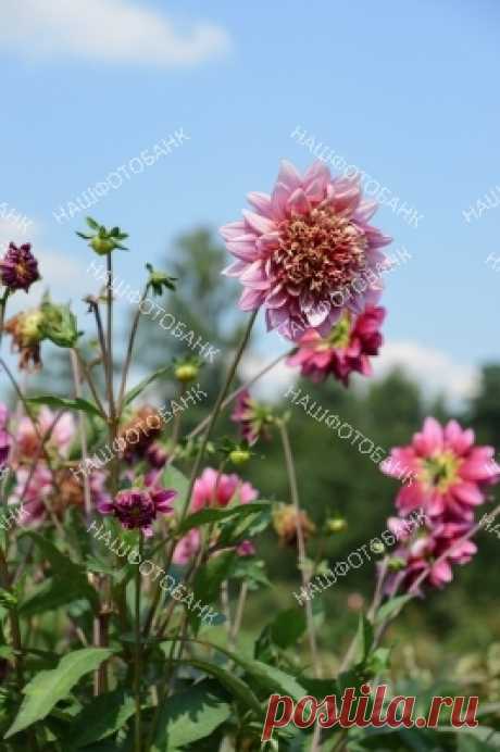 Георгины в саду на фоне голубого неба Красивые цветущие розовые георгины в летнем саду на фоне голубого неба. Садоводство, цветы в природе.