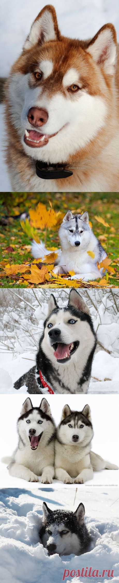 И снова о сибирском Хаски - самой красивой собаке на планете! » Большие  новости: ты увидишь мир