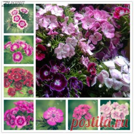 200PCS Pink Dianthus Seeds Carnation Seeds Perennial Flowers Potted Home Carnations originating in China, is a perennial herbit, is a traditional Chinese flowers. After the introduction and artificial cultivation, it is now widely distributed in the world.

Flower language: mother's love, pure love.

Ornamental valu...