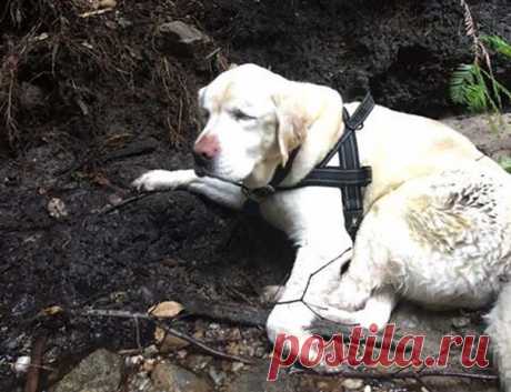 Слепую собаку нашли в горах спустя 8 дней после исчезновения 
Знакомьтесь, это Сейдж, старый слепой лабрадор, который потерял зрение из-за глаукомы.

В прошлом месяце слепая собака потерялась на целую неделю. Владелица собаки Бет Коул из Боулдер Крик (Калифорни…