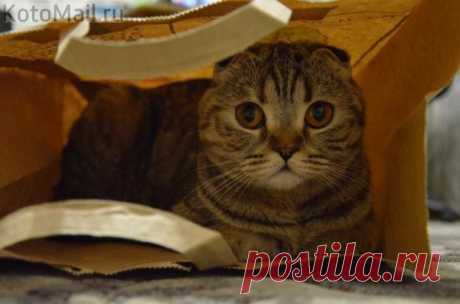 Убежище | KotoMail.ru
Какой дивный котик!