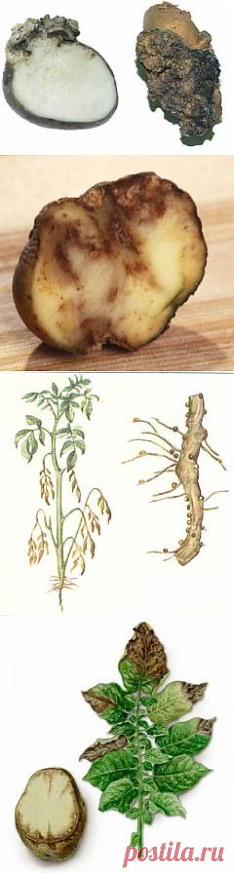 Болезни картофеля « Все о картофеле