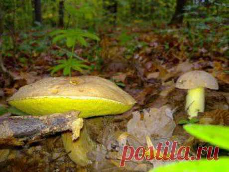 Полубелый гриб | Садоводство, огородничество, грибоводство