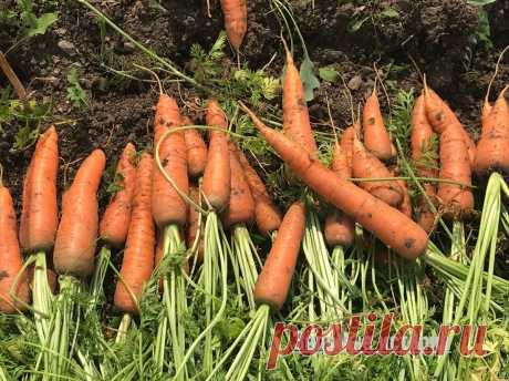 Нашла морковь, которая всегда растет крупной и не рогатой даже на плохих почвах - делюсь находкой | Зелёные истории | Дзен