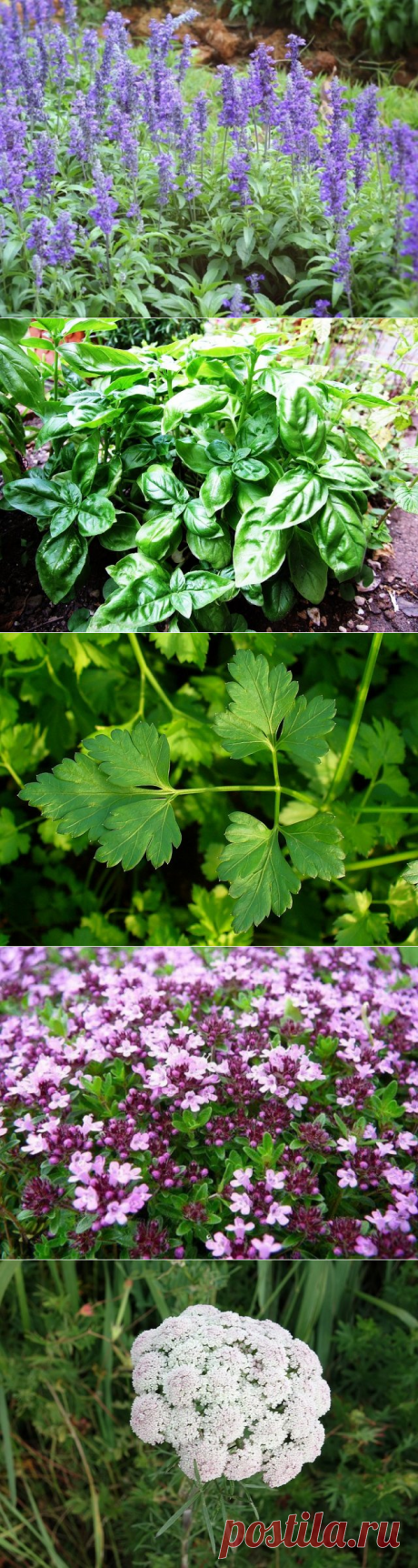 7 растений, которые помогут отпугнуть слизней и улиток с грядок