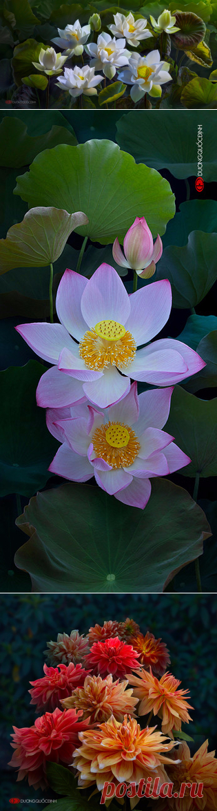 ❀ Невероятно красивые цветы Duong Quoc Dinh ❧