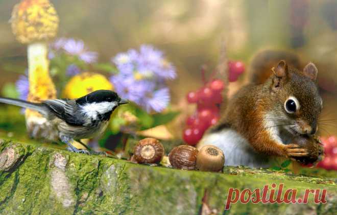 Обои цветы, природа, ягоды, животное, птица, грибы, пень, белка, орехи, зверёк, грызун, синица картинки на рабочий стол, раздел животные - скачать