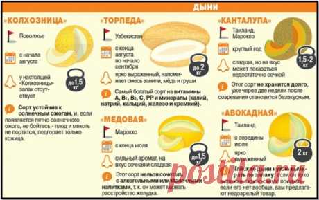 ​Выбираем лучшую дыню — Полезные советы