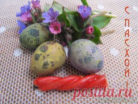 Красивые яйца на Пасху в фото со стихами - Вкусные фото: по усам текло, в кадр попало