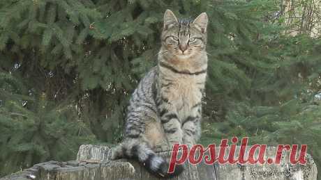 День полосатого кота в конце апреля | 30 апреля 2024 | Сайт «Кошки–Коты» | Автор Нина Стрелкова | Кошачий календарь «Кошки каждый день» |