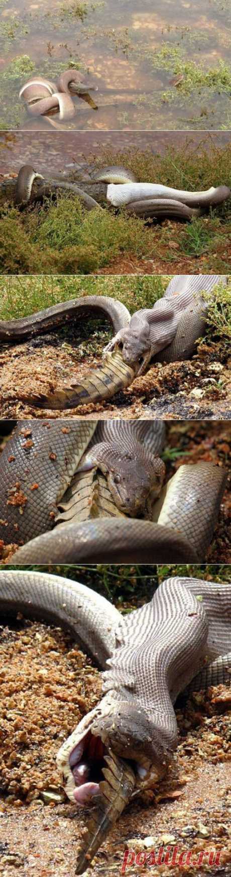 Змея пообедала крокодилом