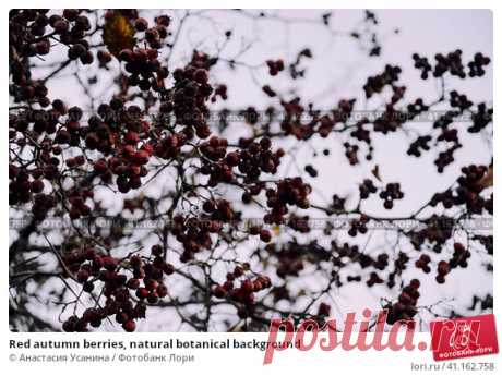 Red autumn berries, natural botanical background Стоковое фото, фотограф Анастасия Усанина / Фотобанк Лори