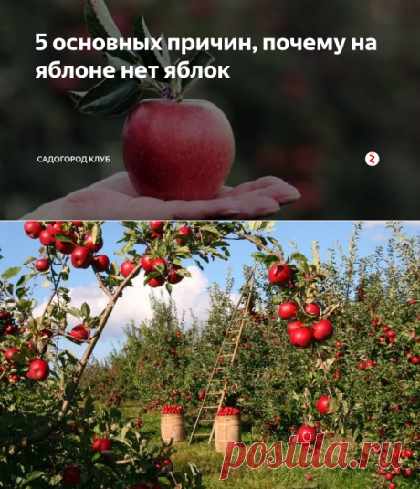 5 основных причин, почему на яблоне нет яблок | СадОгород клуб | Яндекс Дзен