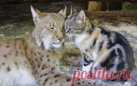 В зоопарке Санкт-Петербурга рысь по имени Линда живет вместе с домашней кошкой Дусей. Дуся случайно забрела в клетку к большой кошке, и теперь они неразлучны.