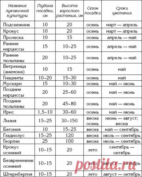 ГЛУБИНА ПОСАДКИ ЛУКОВИЧНЫХ